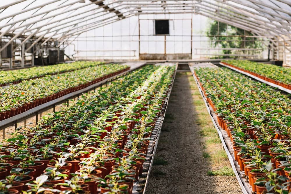 Biochimica per l'agricoltura e l'industria in serra
